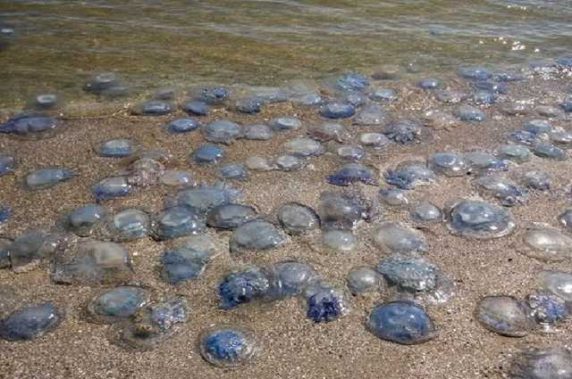 На пляже Одессы невиданное нашествие огромных медуз