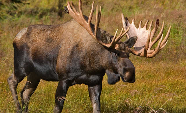 ’’Он обречен, его добьют’’: под Киевом сбили ’’хозяина леса’’. Видео с места ДТП