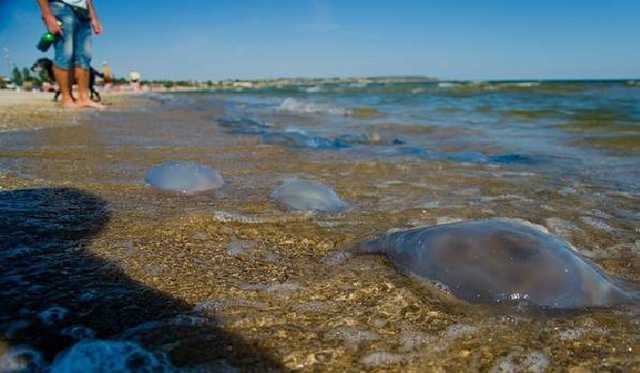 В Одессе от ожогов медуз пострадали более 500 отдыхающих