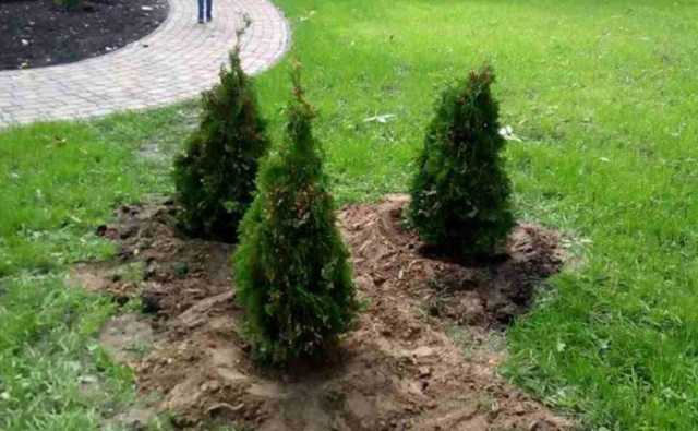 В Киеве вандалы похитили редкостные туи прямо из парка