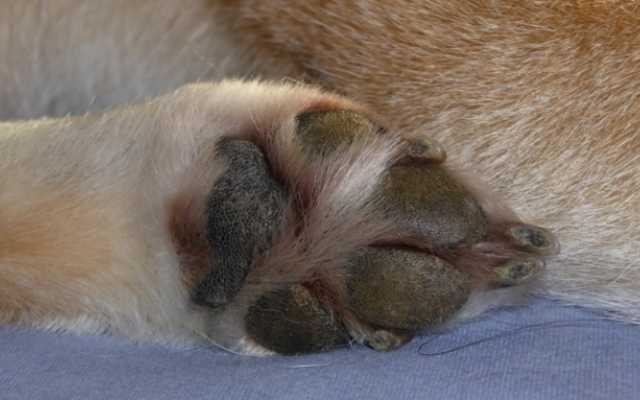 "Спасибо за собаку, жаркое хорошее", - запорожским зооволонтерам шлют жуткие смс-ки