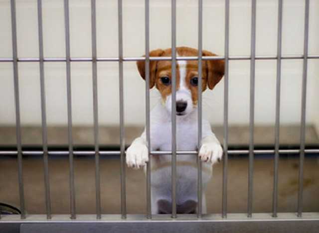 В Полтаве вокруг частного приюта для животных разгорелся скандал