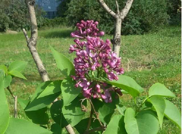 В Днепре снова зацвела сирень: фотофакт