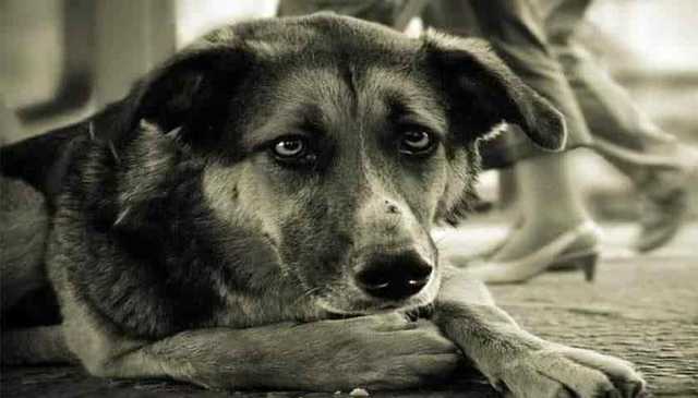 В Украине могут запретить некоторых домашних животных: что известно о скандальном новшестве