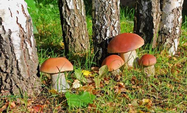 В Киеве за сутки отравились грибами четверо детей