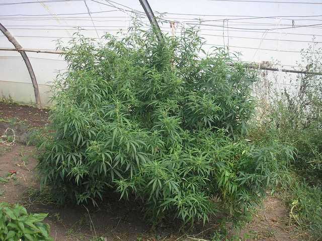 В Одесской области полицейские изъяли у мужчины конопли на 4 млн грн