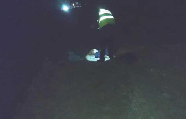 Под Харьковом Daewoo насмерть сбила девушку, водитель бросил авто и скрылся