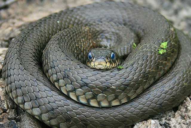 На Львовщине 10-летнюю девочку укусила змея