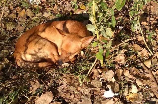 В Запорожье собаку выгнали на улицу, так как хозяевам не дали субсидию