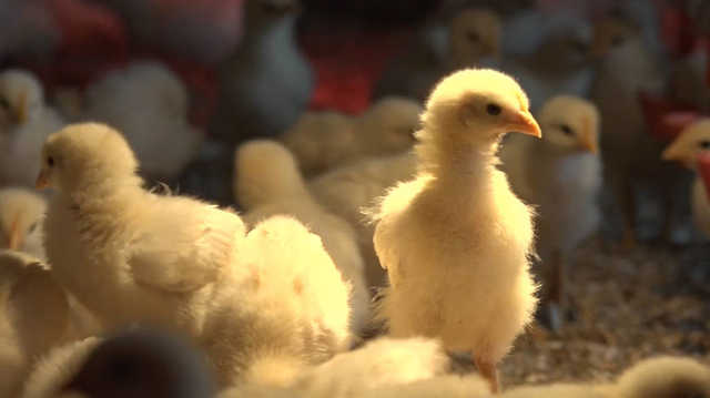 "Инкубатор для наггетсов": в США научились выращивать мясо из куриных перьев