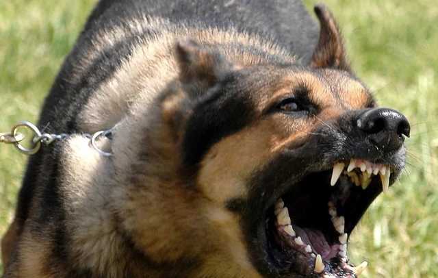 В Харькове собака отгрызла ребенку уши