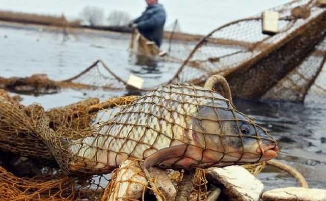 Абсолютный рекорд. В Киеве поймали 89-летнюю браконьершу