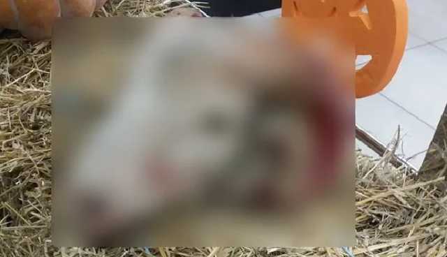 Супермаркет в Харькове «украсили» отрубленной головой барана