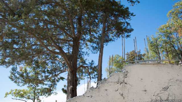 Под Ялтой вырубили можжевельники из Красной книги