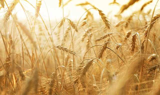 Аграрии «Росток-Холдинг» возобновили сбор урожая после рейдерской атаки