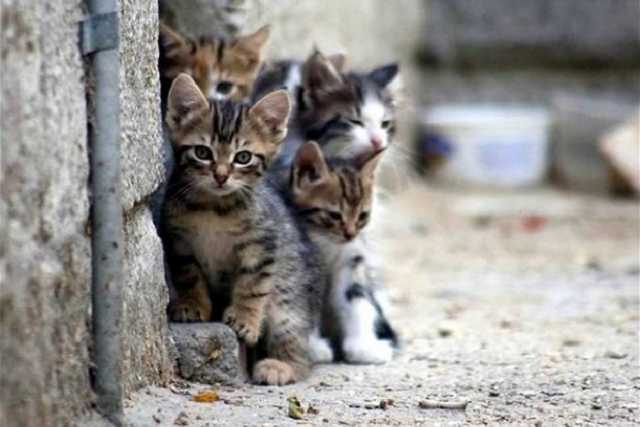 Отравленное мясо снова начали разбрасывать под подъездами в Киеве