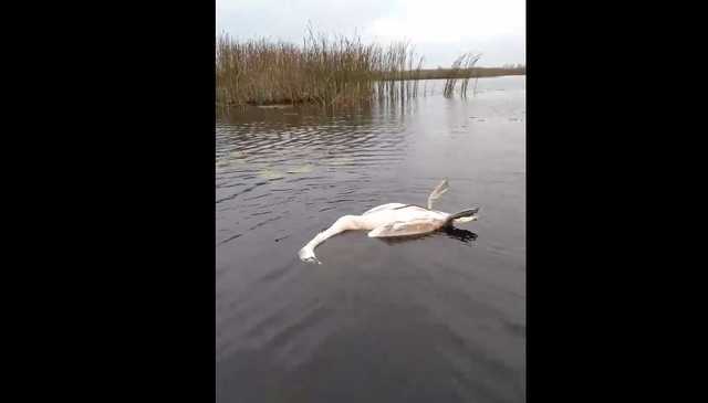 На Чернігівщині браконьєри знову застрелили лебедя