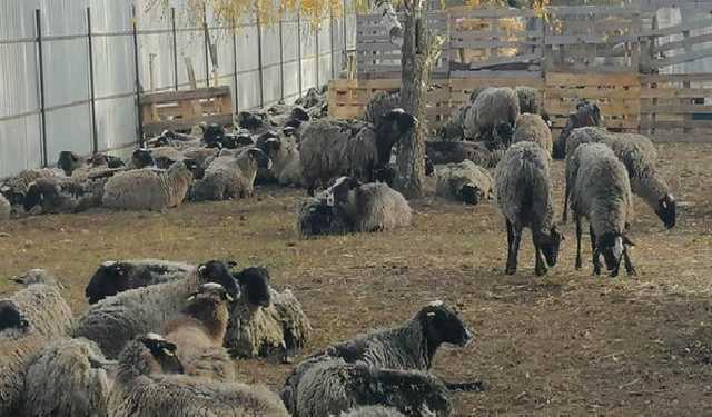 Стала известна дальнейшая судьба освобожденных овец