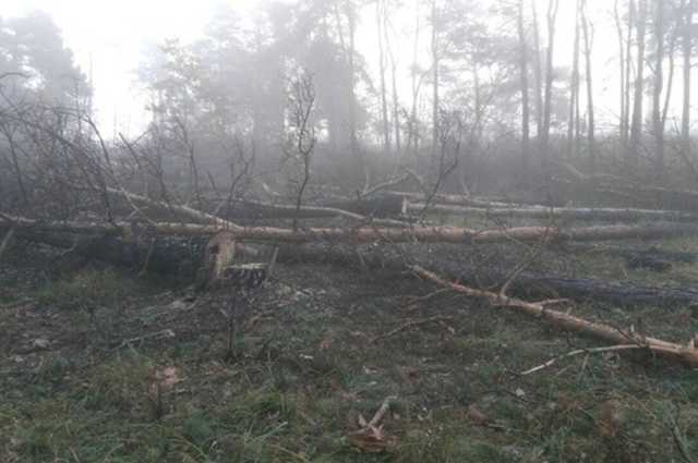"Под кафешку или магазинчик". Неизвестные посреди Киева вырубили лес