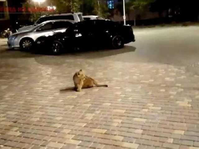 По улицам Одессы разгуливает львенок: опубликовано видео