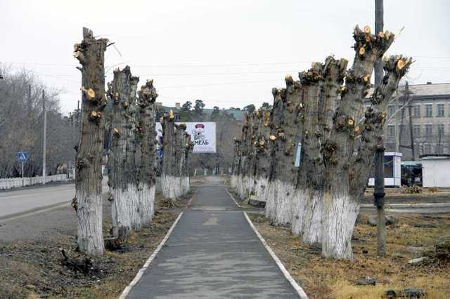 Мораторий на убийство. Когда Киевзеленбуд прекратит уничтожать киевскую зелень