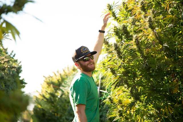 В Украине начнут выращивать марихуану: что известно