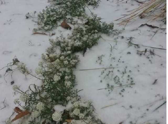 Киев замело снегом: в сети показали фото и видео первого снегопада