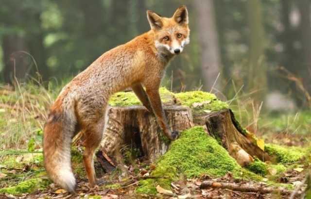 Опасная эпидемия в Украине: на Днепропетровщине с самолетов сбрасывают вакцину от бешенства