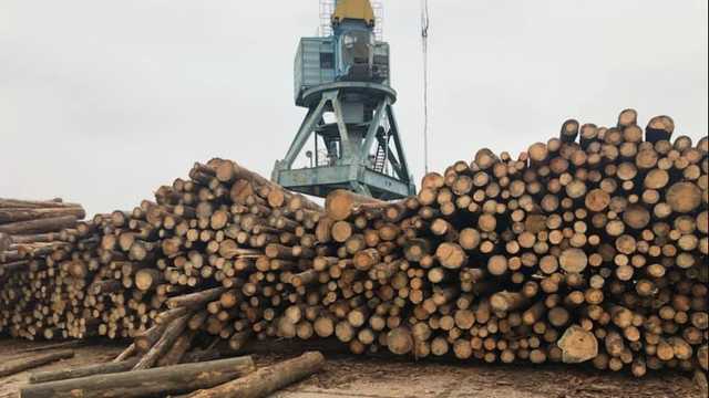 Ёлки-палки: Кто крышует контрабанду леса в Придунавье