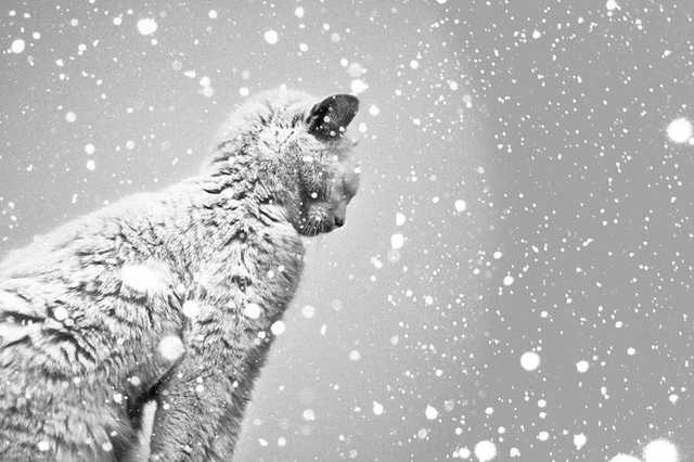 Украину завалит снегом – каким регионам достанется сильнее