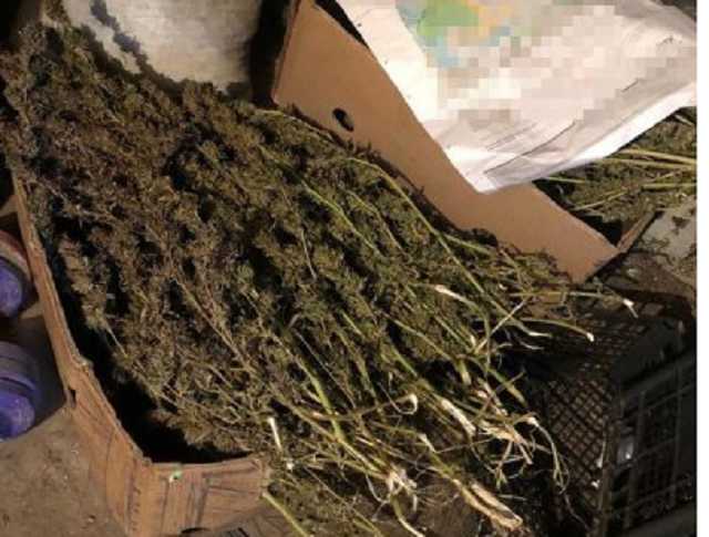 На Запорожье сотрудники полиции изъяли марихуаны на 600 тысяч гривен