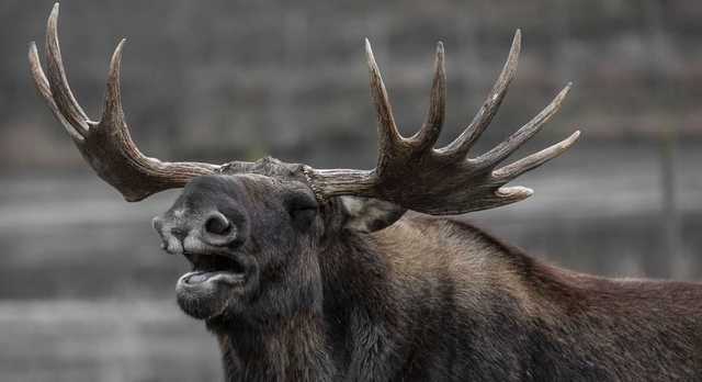 Суд вычеркнул лося из Красной книги Украины – теперь на него можно охотиться