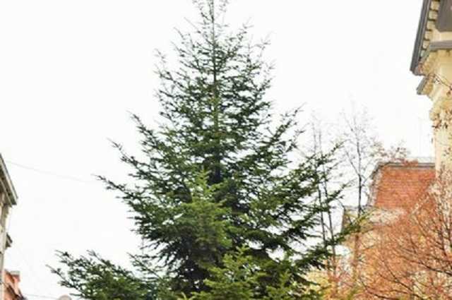 На Закарпатье установили первую новогоднюю елку в Украине: фото лесной красавицы