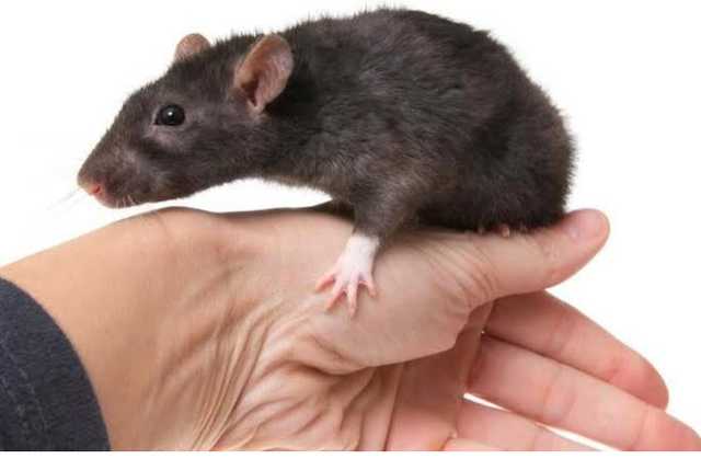 ’’Коммунальщикам страшно!’’ В центре Киева заметили нашествие крыс