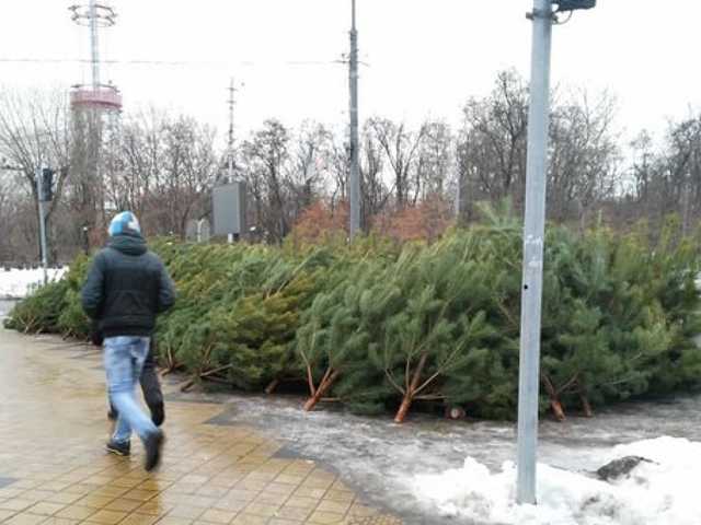 В Киеве началась продажа нелегальных елок