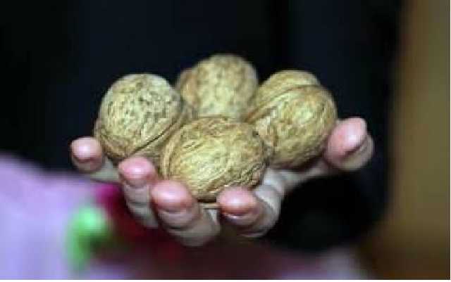 Патентно-горіхове злочинне угруповання «Одеський митник Мартинов і контрабандисти» - запрацювало