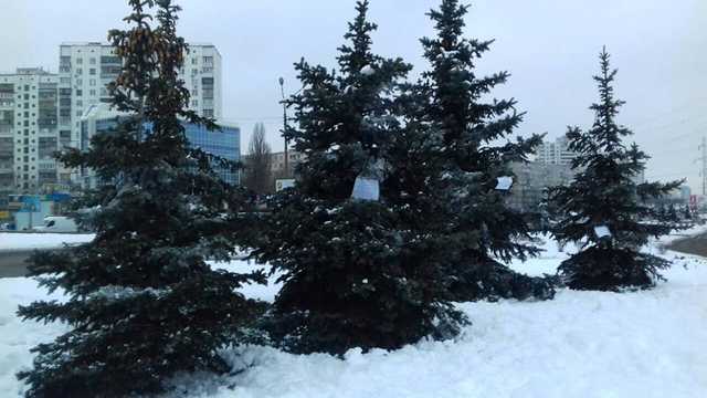 В Киеве елки обрабатывают химикатами с неприятным запахом