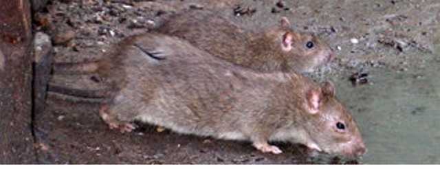 В центре Киева крыса с бешенством укусила женщину