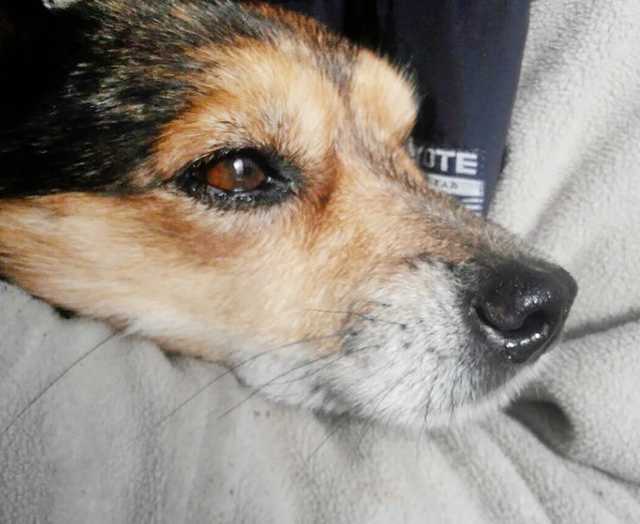 Чудеса коррупции: в Кривом Роге забеременела стерилизованная собака