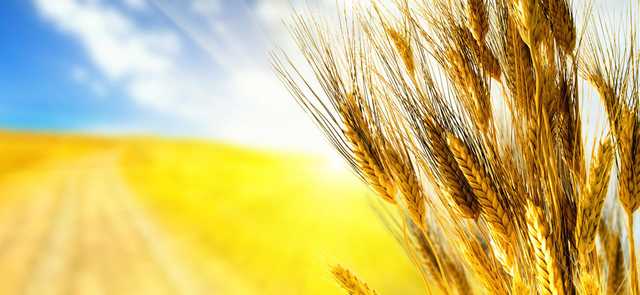 Кандидаты на пост президента Украины должны будут предоставить сертификат, удостоверяющий знание украинского языка