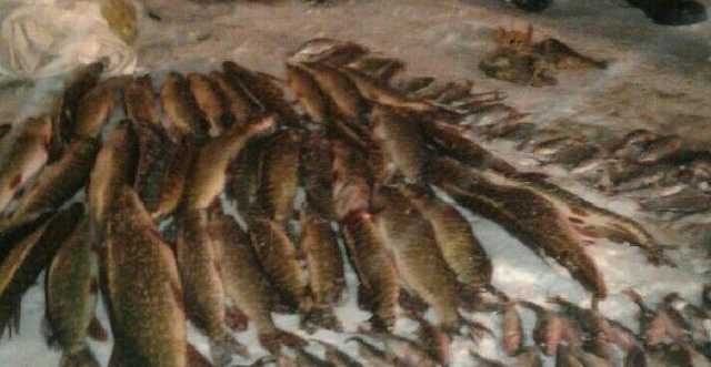 В Киевской области задержан браконьер с уловом на 18 тысяч гривен