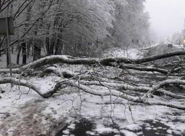 Из-за деревопада обесточены 35 сел в Закарпатье
