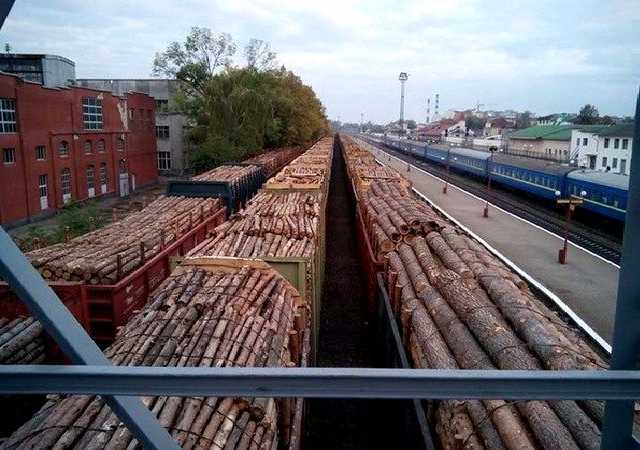 Дровишки Юрия Луценко. Что известно о контрабанде леса из Украины