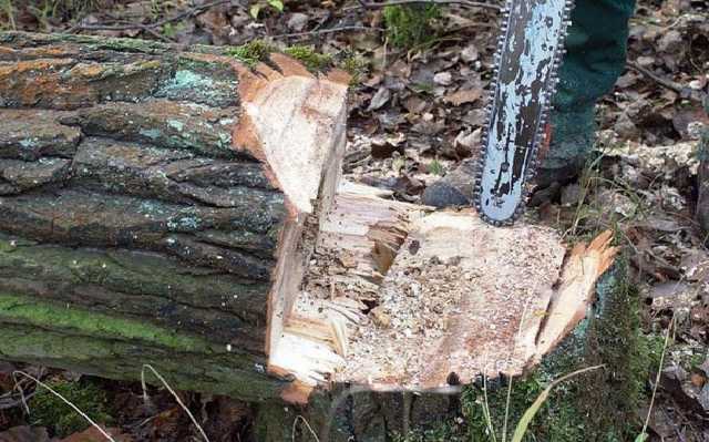 На Херсонщине при попытке задержания браконьер покалечил лесника