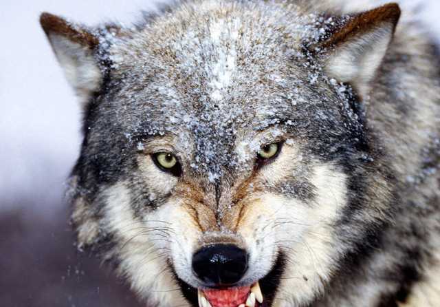 Под Бердянском убили и сожгли волка, напавшего на 3 человек