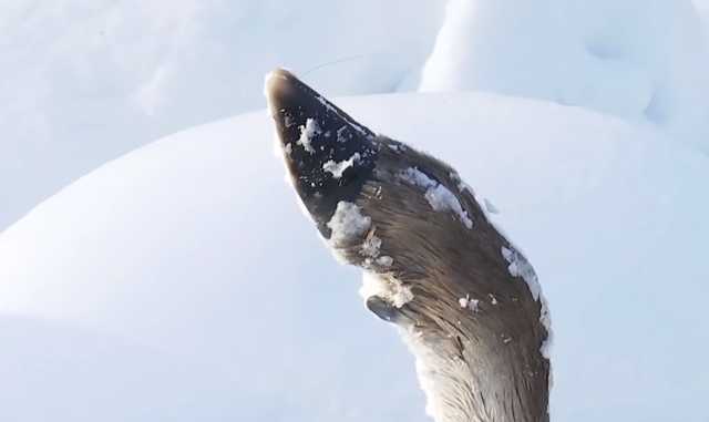 Безнаказанность: в Черниговской области браконьеры жестоко убили лося