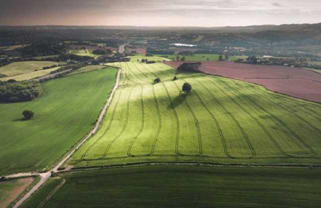 Черное золото. Почему аграрии зарабатывают все больше, а «село гине»