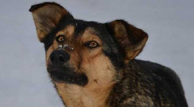 В Киеве мужчина на Audi застрелил собаку и скрылся