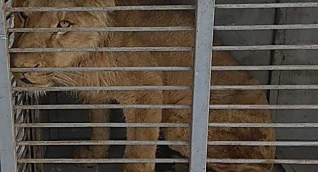 Зоозащитники сообщили о смерти льва, которого забрали из скандального зверинца на Донетчине