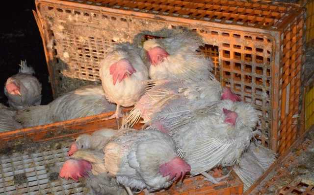 Под Николаевом перевернулся грузовик с 6 тысячами кур